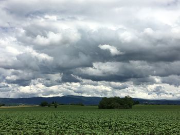 Crop on field against cloudy sky