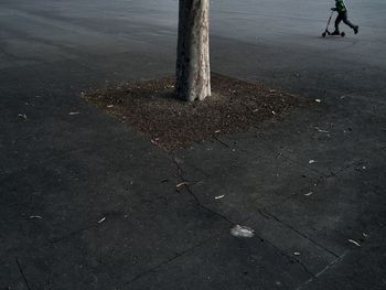 Reflection of trees in puddle