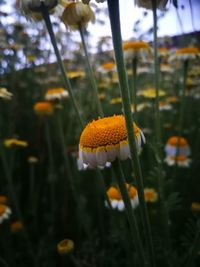 Close-up of yellow flower on plant