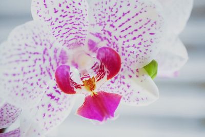 Close-up of pink orchid blooming outdoors