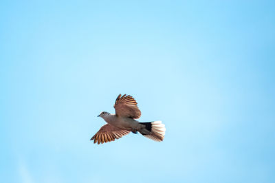 Low angle view of eagle flying in sky