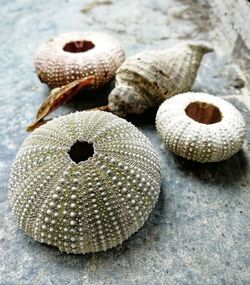 High angle view of shells on table