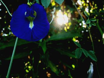 Close-up of blue flower blooming outdoors