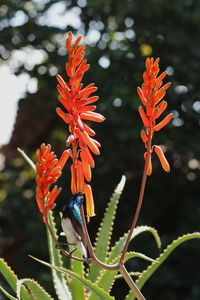 Close-up of orange bird perching on flower