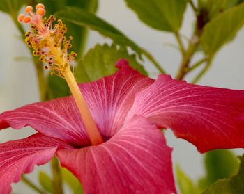 Close-up of pink flower