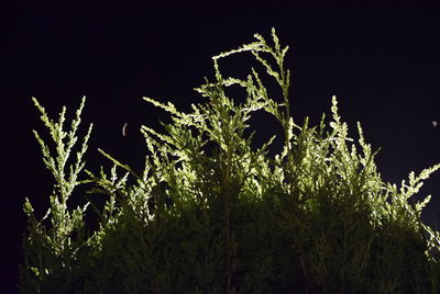 Close-up of plants against clear sky at night