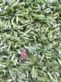 High angle view of flowers