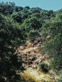 View of trees in the forest