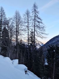 Trees on snow covered field against sky
