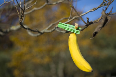 Close-up of banana hanging from tree