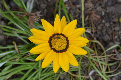 Close-up of yellow flower