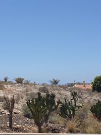Plants growing on land against clear sky