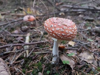 Close-up of fly agaric mushroom on field