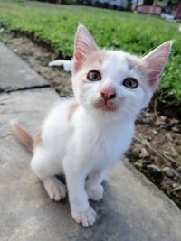 High angle portrait of white cat