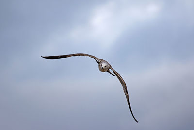 Low angle view of bird flying against sky