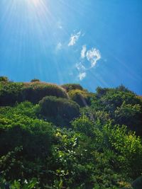 Sun shining through trees