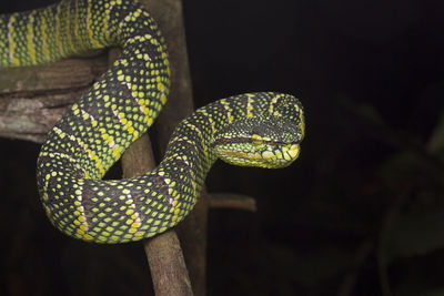 Close-up of a lizard