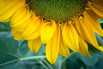 Close-up of yellow flowers blooming outdoors