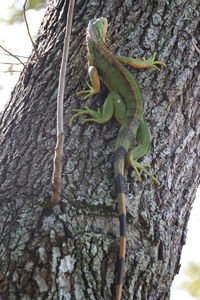 Close-up of lizard on tree