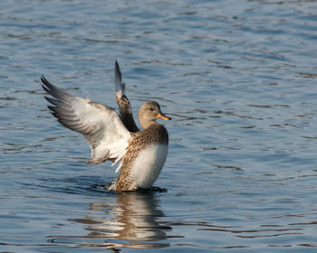 Close-up of swan swimming in lake