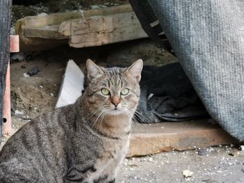 Close-up portrait of tabby cat sitting on floor