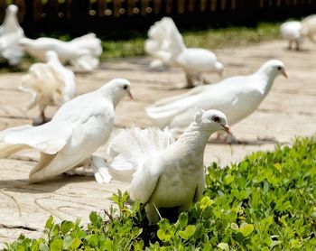 Close-up of seagulls