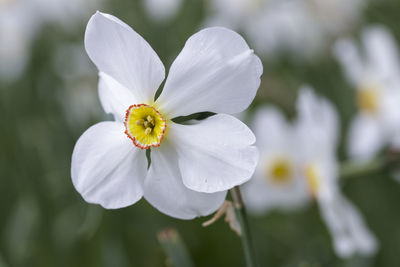 Close-up of white flower