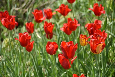 Close-up of red poppy flowers growing on field