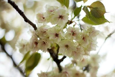 Close-up of white flowers blooming in park