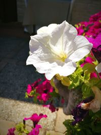 Close-up of flowers blooming outdoors