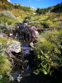 Scenic view of waterfall