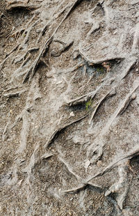 Full frame shot of tree trunk