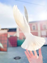 Close-up of a bird