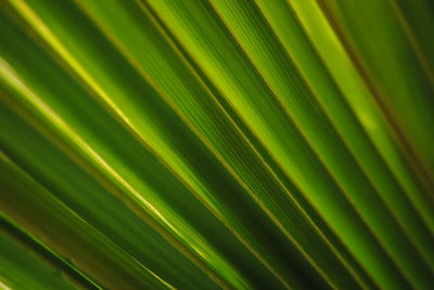 Full frame shot of palm tree leaves