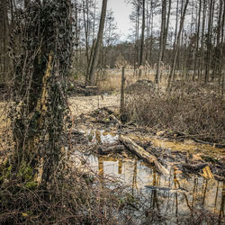 View of bare trees in forest