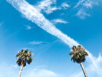 Low angle view of coconut palm tree against blue sky