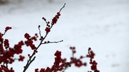 Close-up of red berries on tree