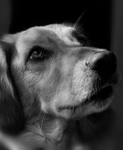 Close-up of dog looking away