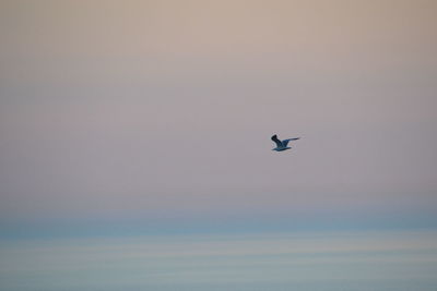 Low angle view of bird flying in sky