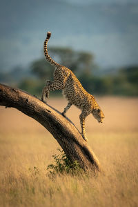 Cheetah walking on tree trunk