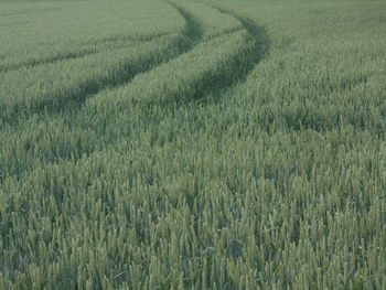 field
