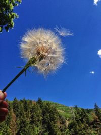 Low angle view of dandelion