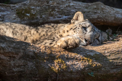 View of cat sleeping on rock