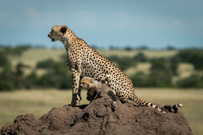 Giraffe in a rock