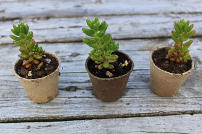 Close-up of small potted plant