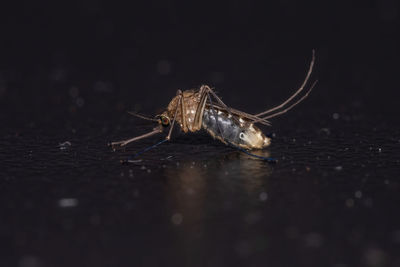 Close-up of spider on web against black background