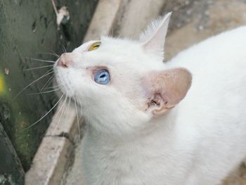 Close-up of white dog