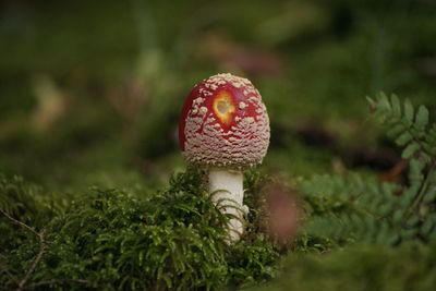 Close-up of mushroom growing on field