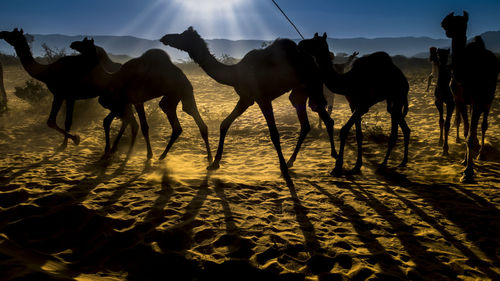 Silhouette horses in desert against sky