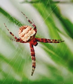 Close-up of spider on web